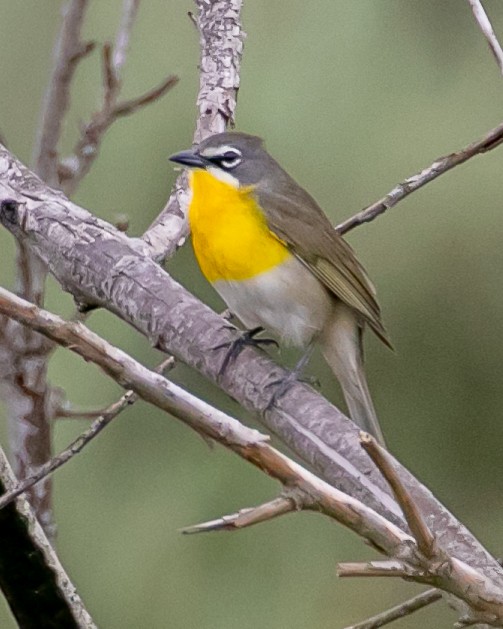 Yellow-breasted Chat - ML618459164