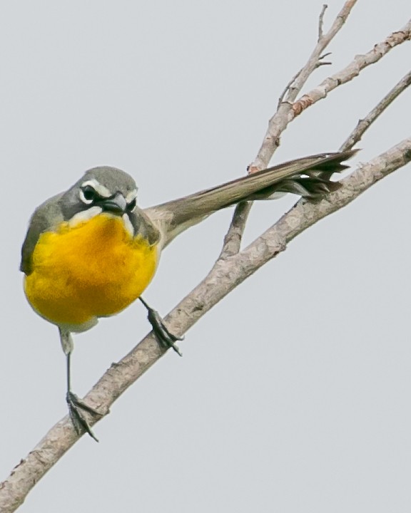 Yellow-breasted Chat - ML618459167