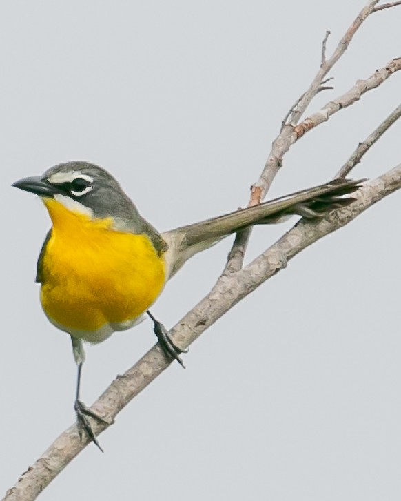 Yellow-breasted Chat - ML618459170