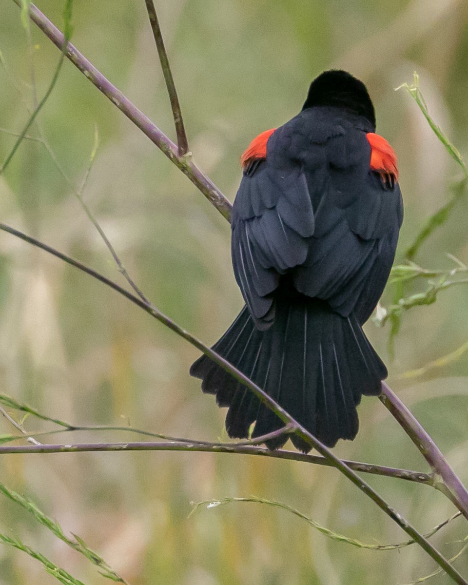 Red-winged Blackbird - ML618459183
