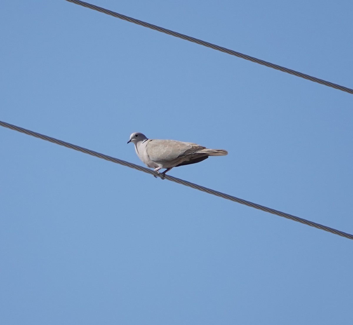 Eurasian Collared-Dove - ML618459188