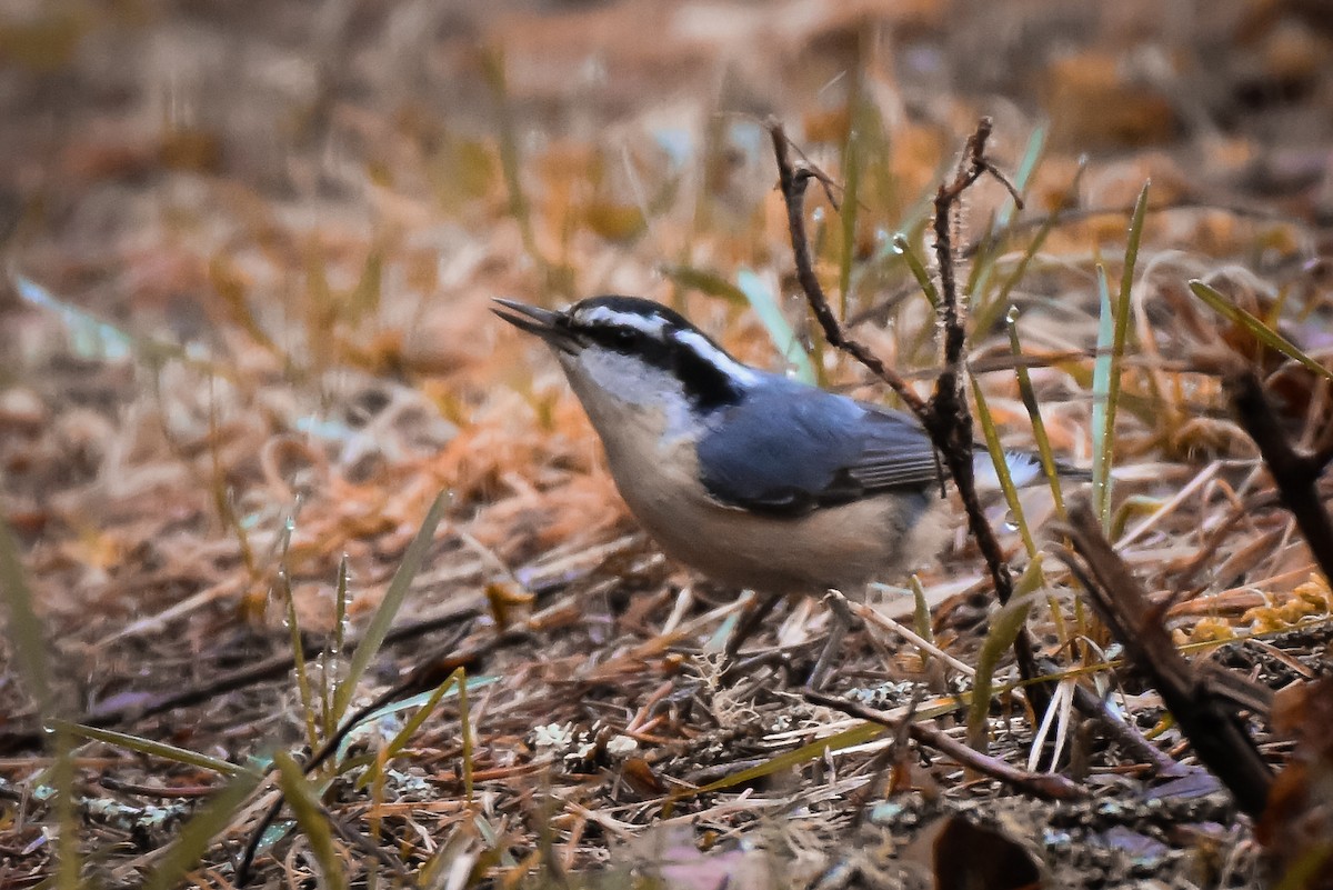 Red-breasted Nuthatch - ML618459242