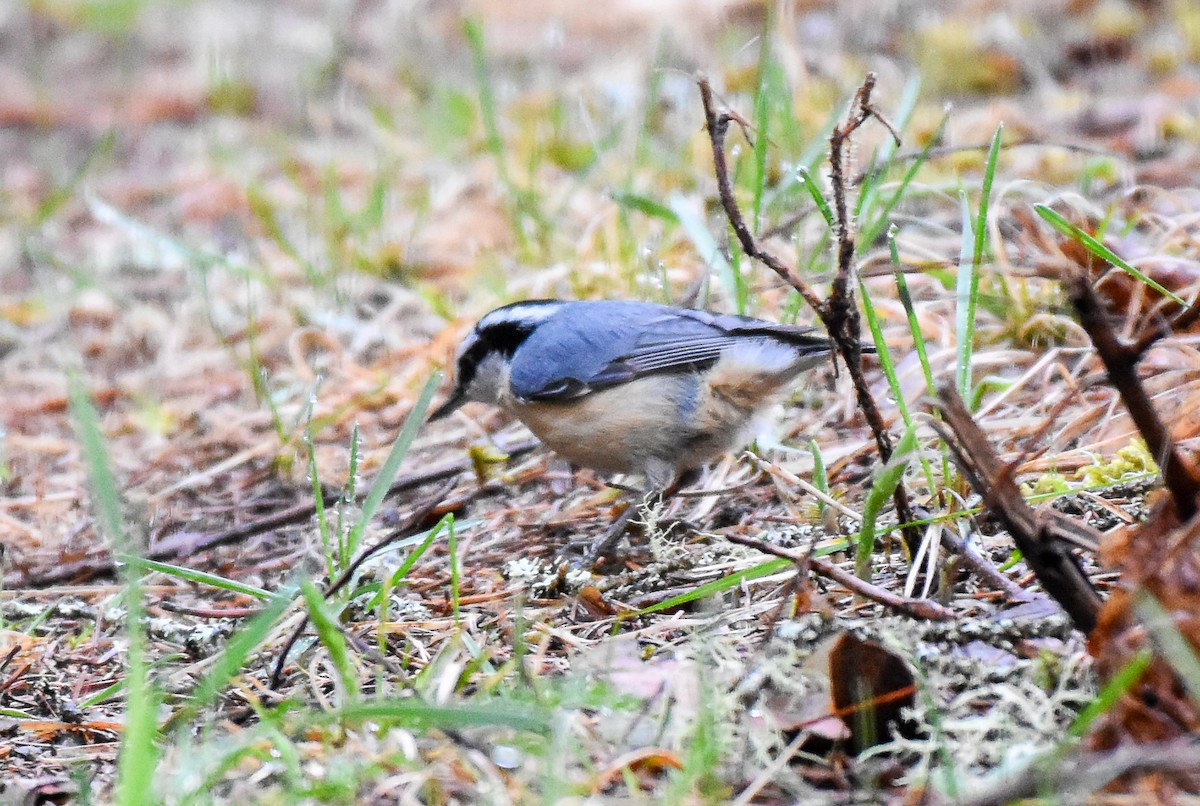 Red-breasted Nuthatch - ML618459245