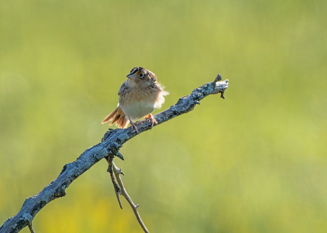 Grasshopper Sparrow - ML618459287