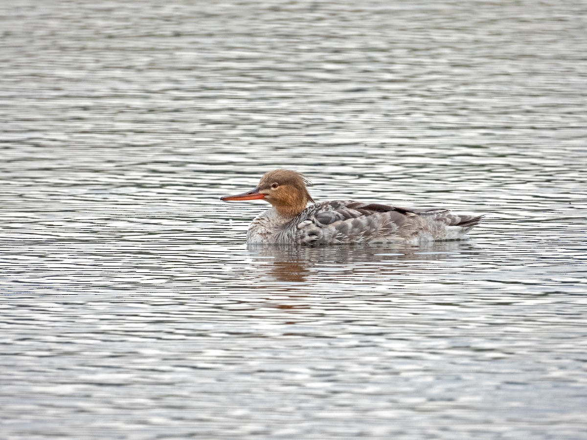 Red-breasted Merganser - James R. Hill, III
