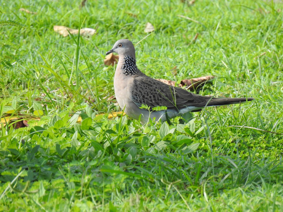 Spotted Dove - ML618459307