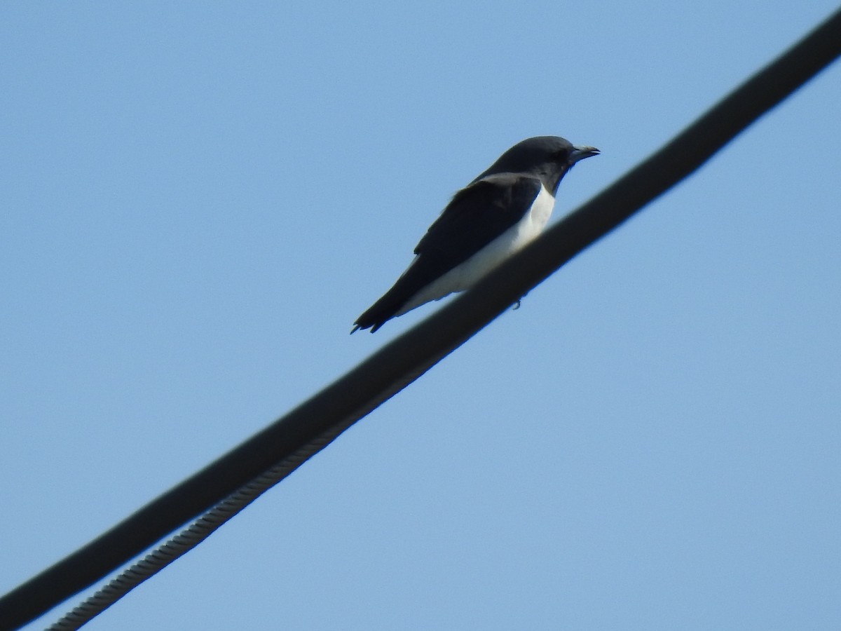 White-breasted Woodswallow - ML618459321