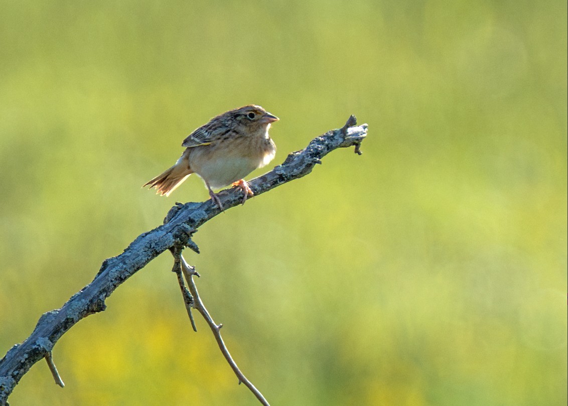 Grasshopper Sparrow - ML618459327