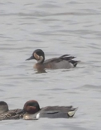 Blue-winged x Green-winged Teal (hybrid) - ML618459331
