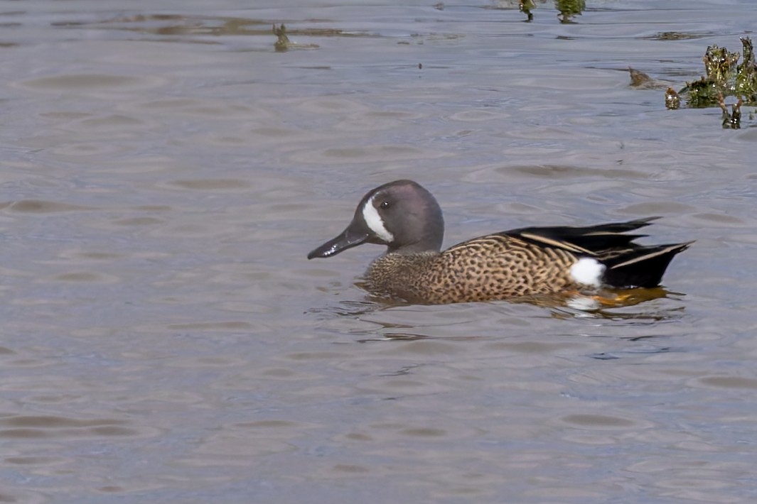 Blue-winged Teal - ML618459350