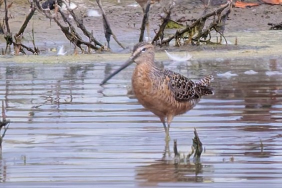 Long-billed Dowitcher - ML618459353