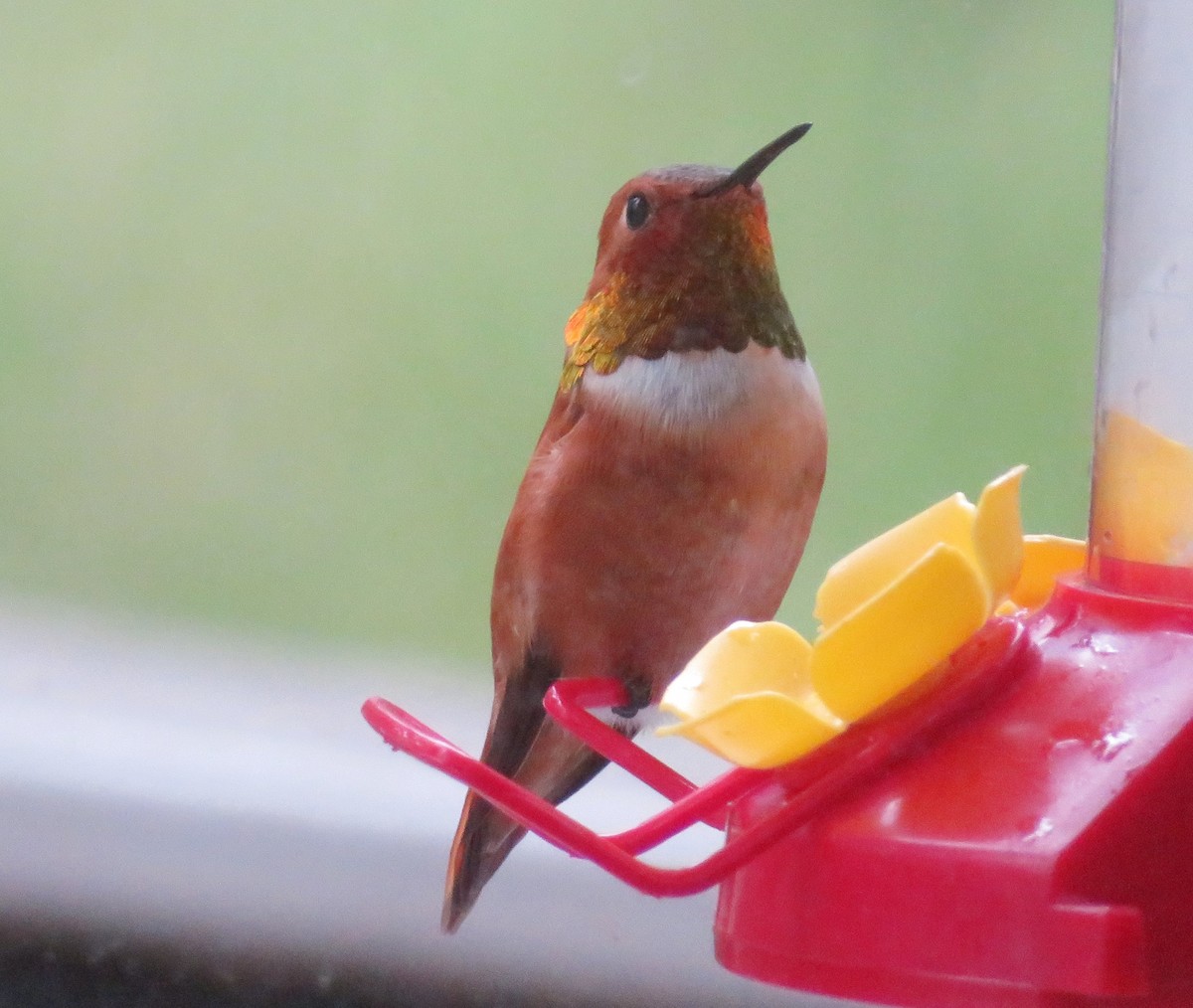 Rufous Hummingbird - ML618459357