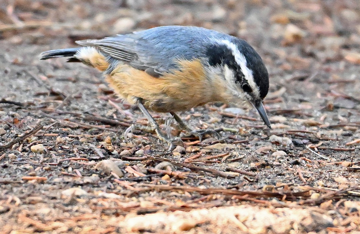 Red-breasted Nuthatch - ML618459366