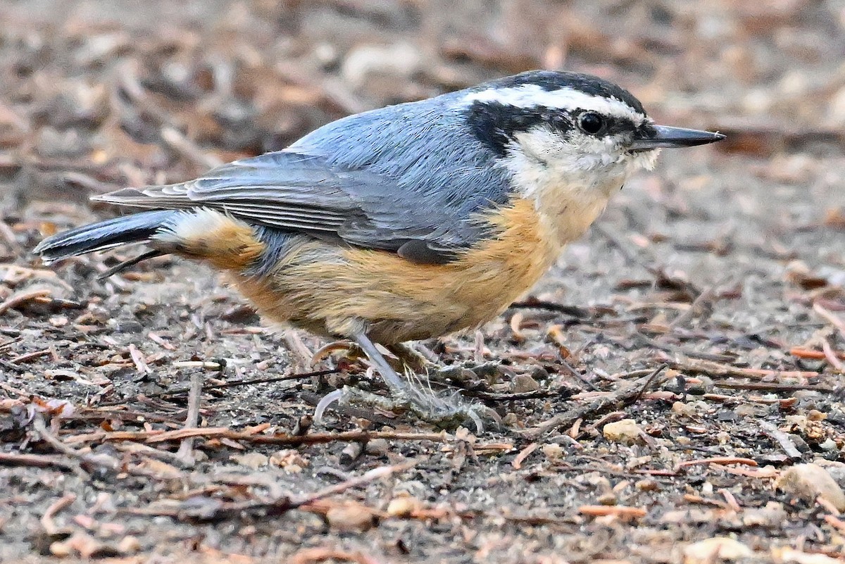 Red-breasted Nuthatch - ML618459379