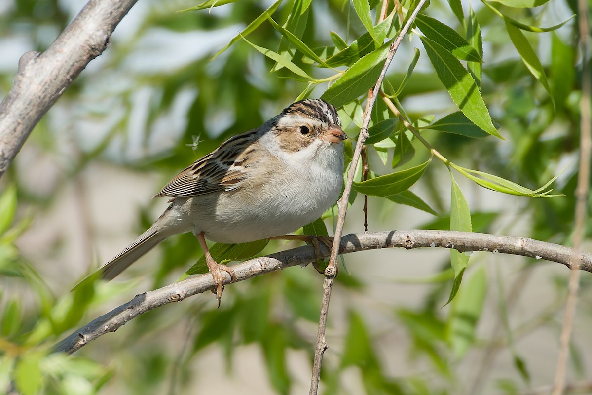 Clay-colored Sparrow - ML618459397