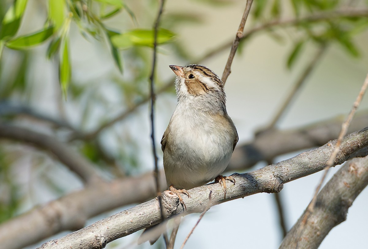 Clay-colored Sparrow - ML618459398