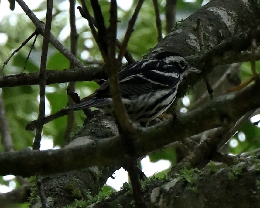 Black-and-white Warbler - ML618459402