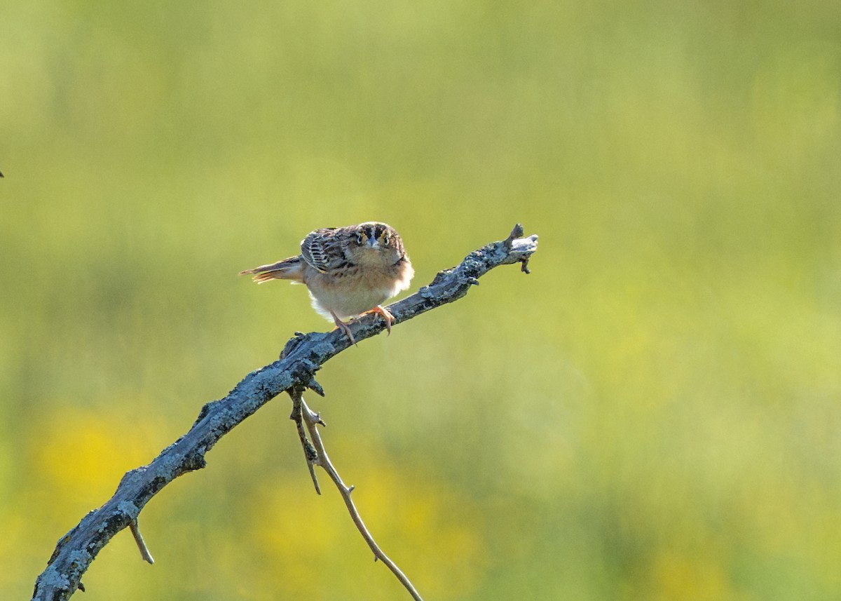Grasshopper Sparrow - ML618459413