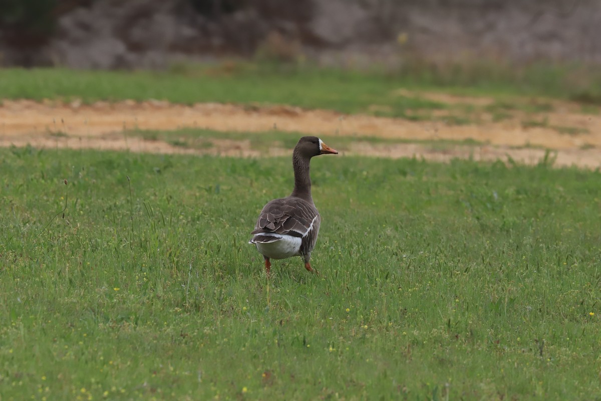 Greater White-fronted Goose - ML618459415