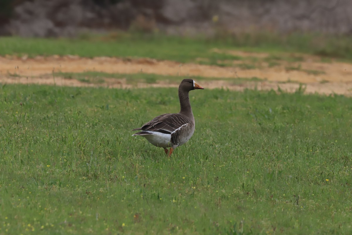 Greater White-fronted Goose - ML618459416