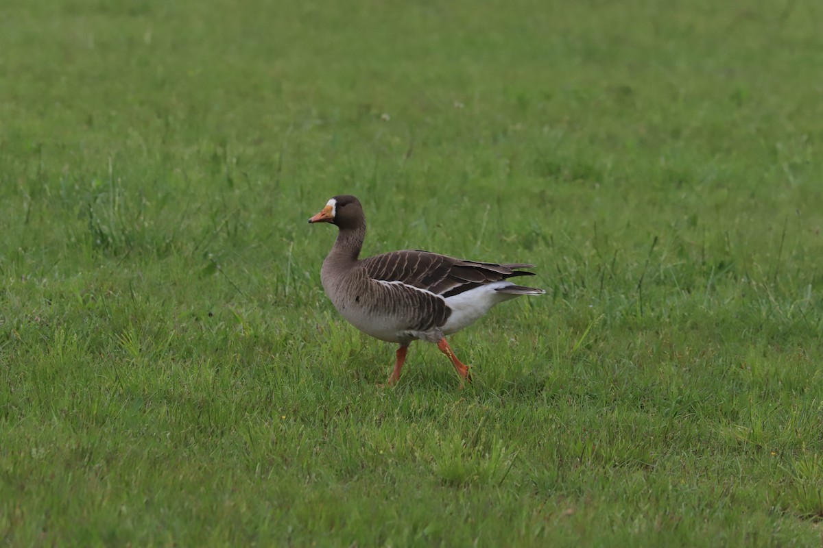 Greater White-fronted Goose - ML618459419