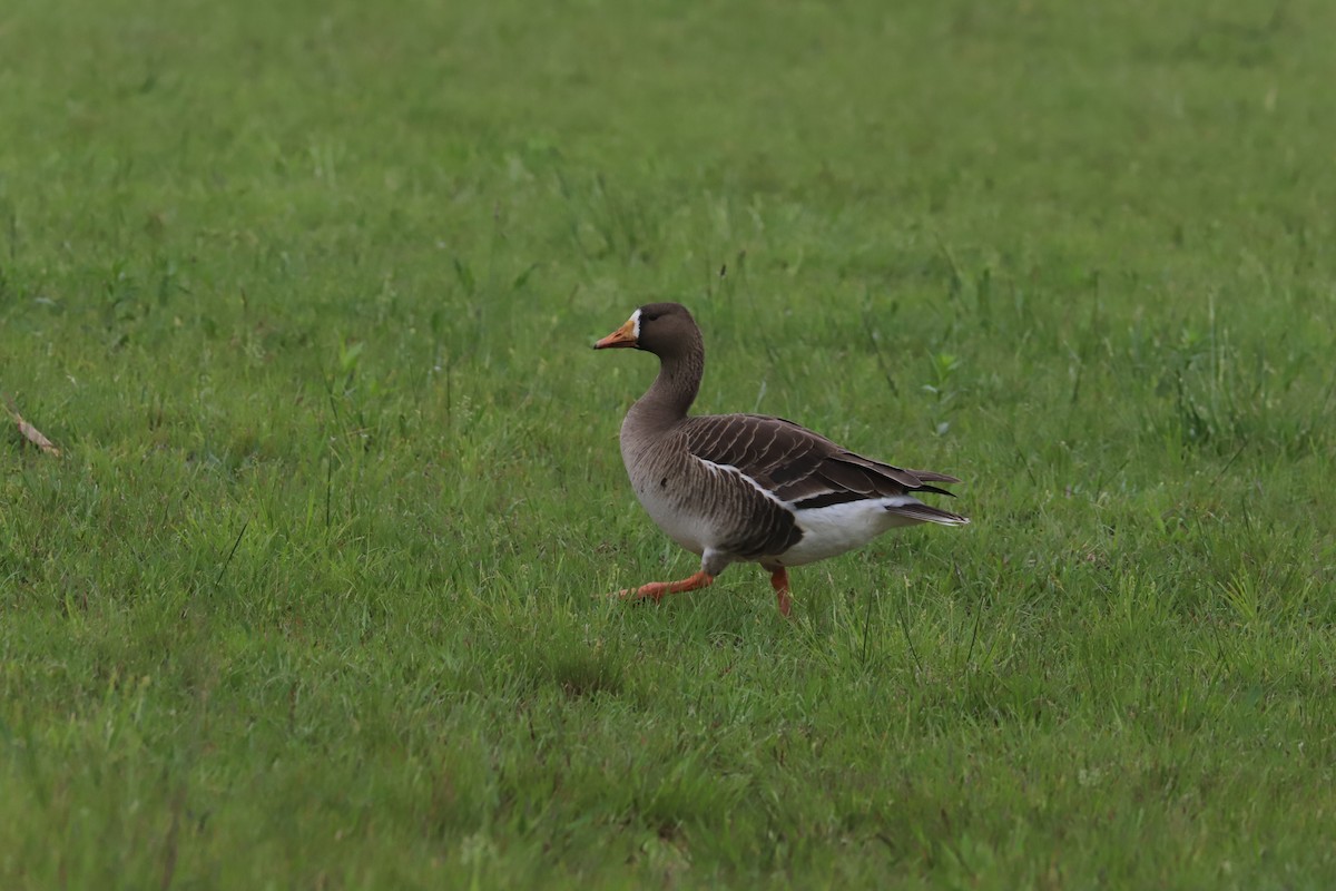 Greater White-fronted Goose - ML618459420