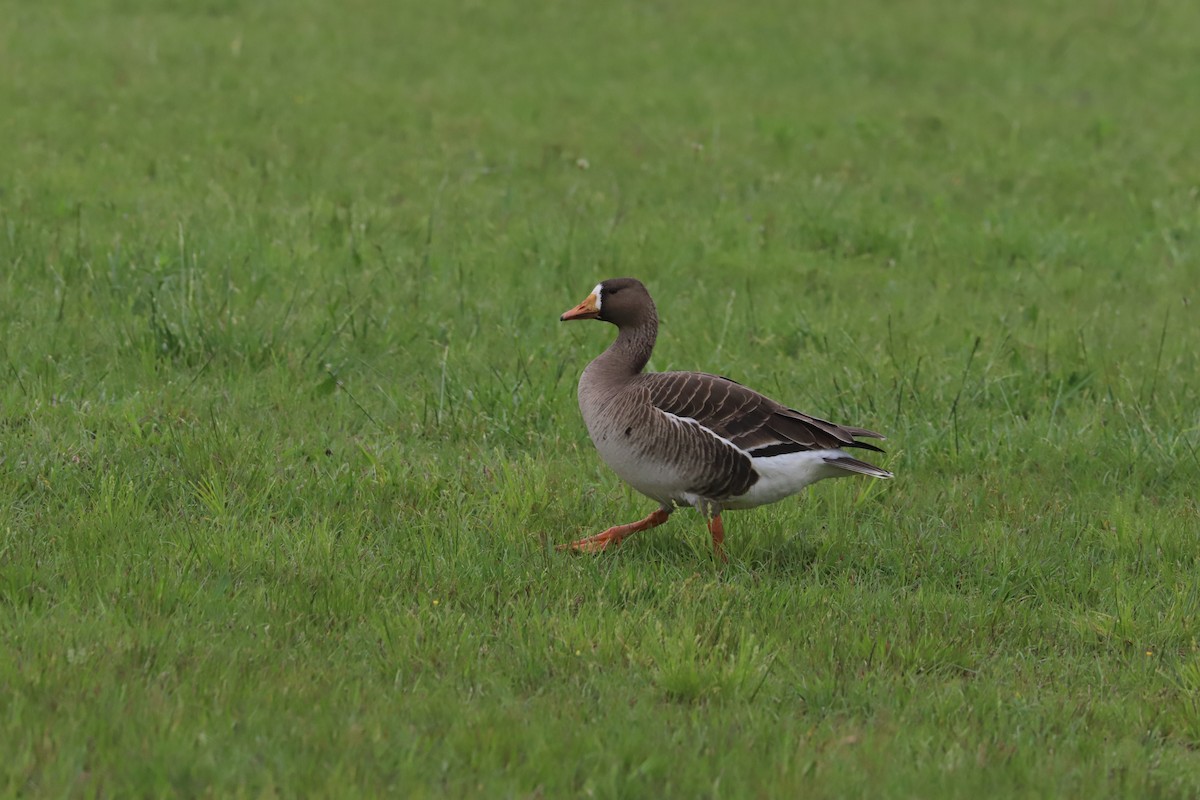 Greater White-fronted Goose - ML618459421