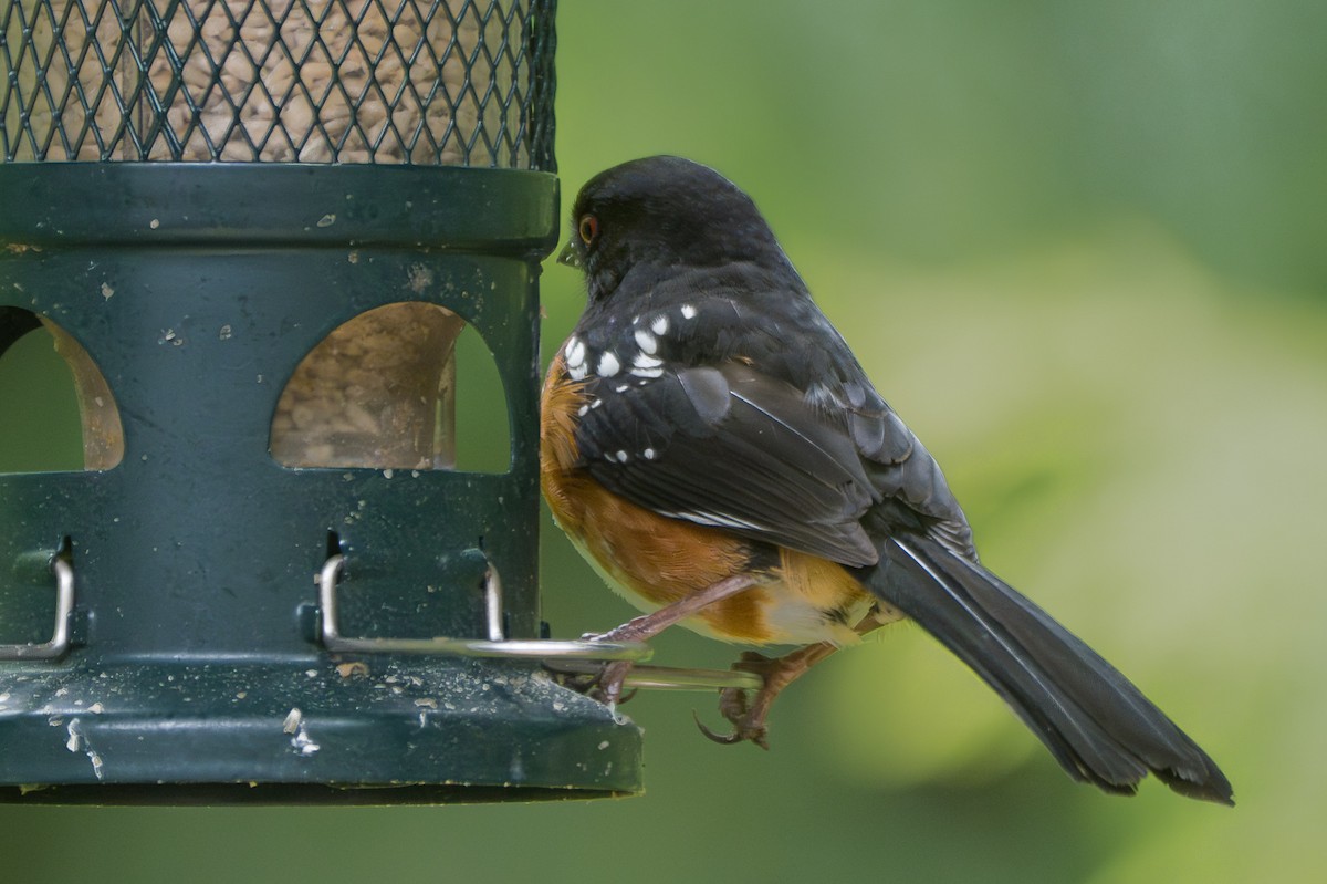 Spotted Towhee - ML618459433