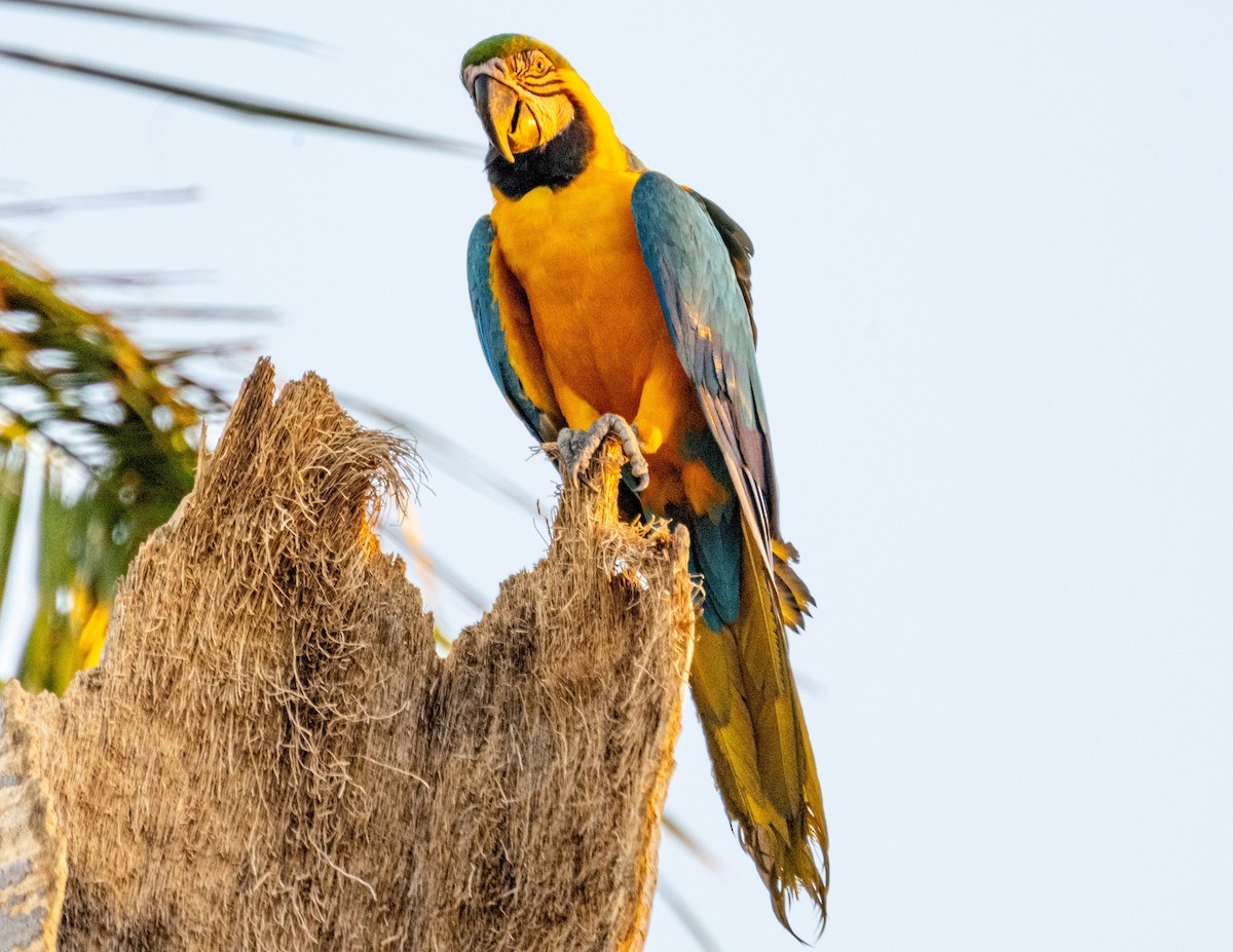 Blue-and-yellow Macaw - ML618459441