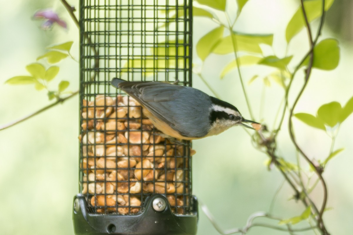 Red-breasted Nuthatch - ML618459450