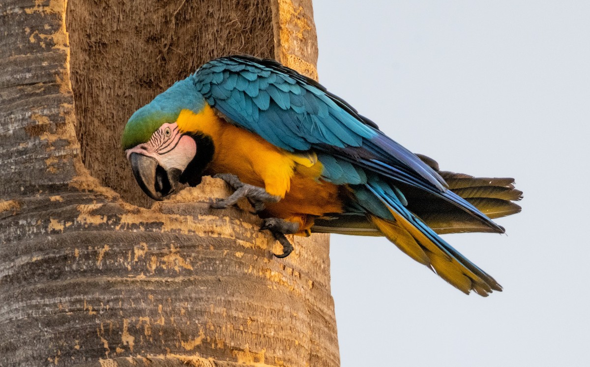 Blue-and-yellow Macaw - ML618459456
