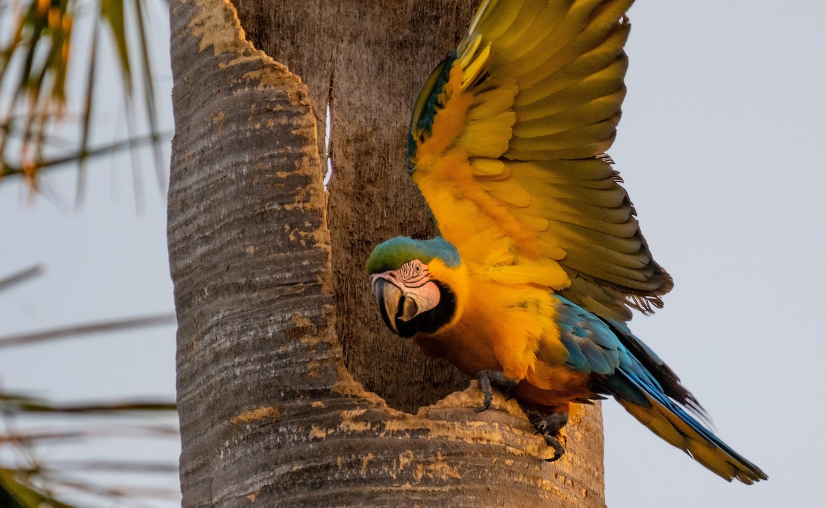Blue-and-yellow Macaw - ML618459484
