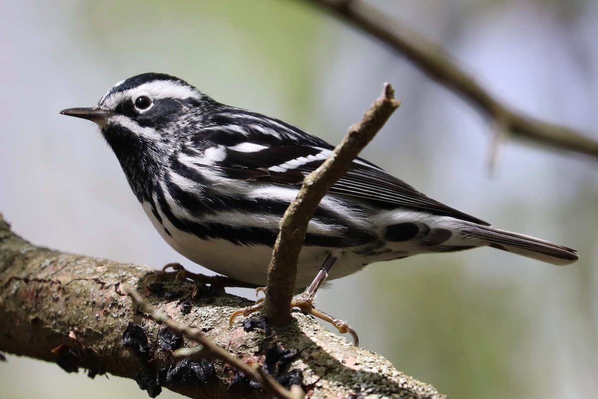 Black-and-white Warbler - Hailey Clancy
