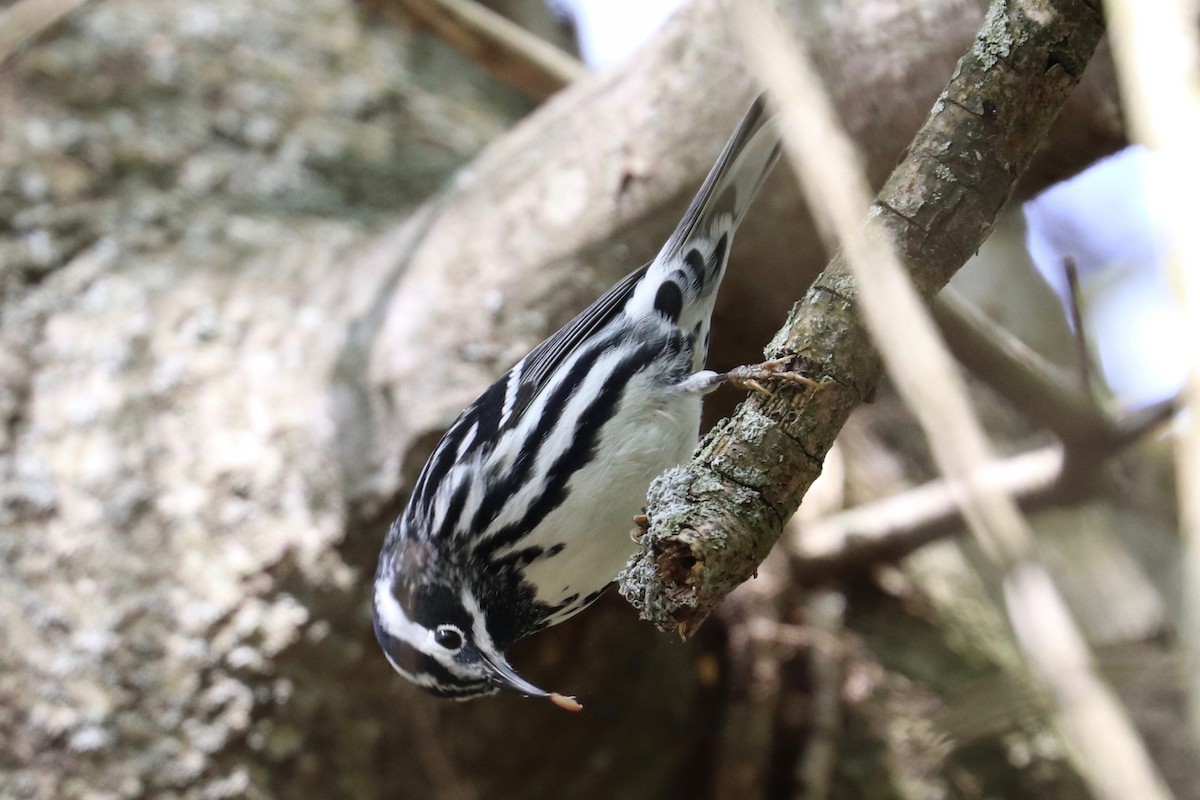 Black-and-white Warbler - ML618459495