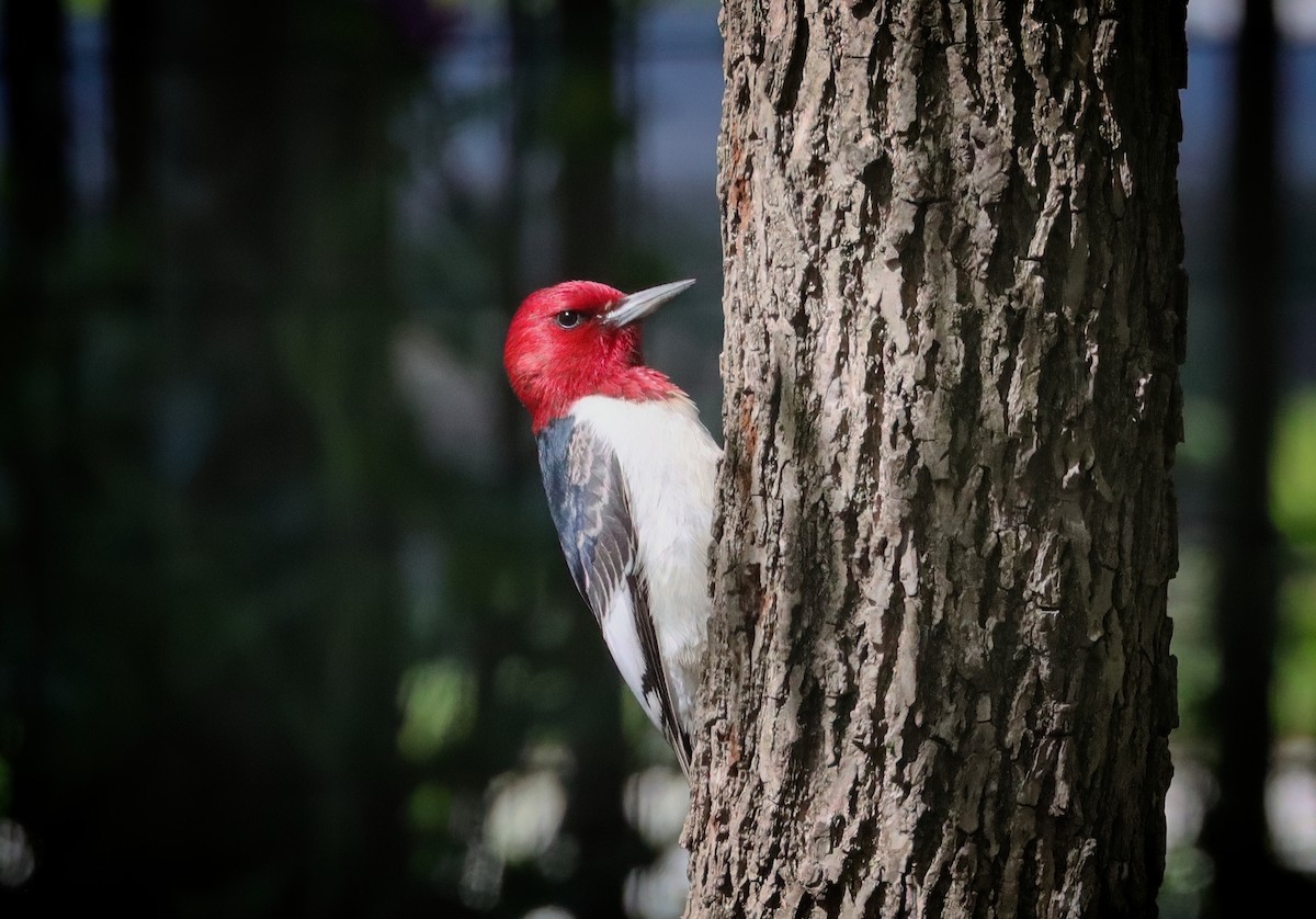 Red-headed Woodpecker - ML618459497