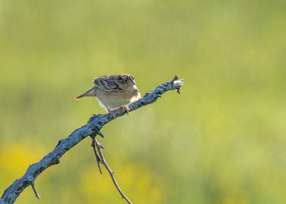 Grasshopper Sparrow - ML618459502