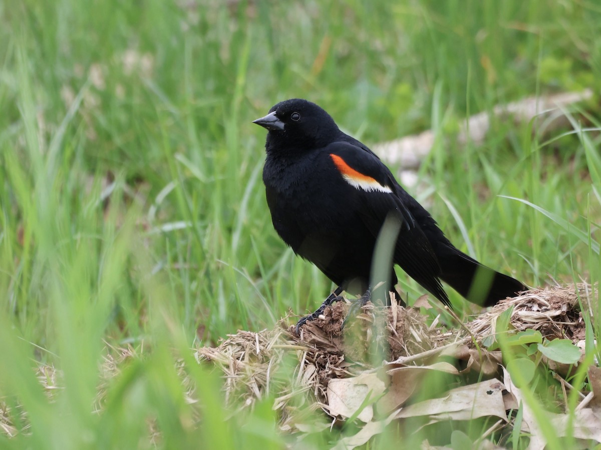 Red-winged Blackbird - ML618459505
