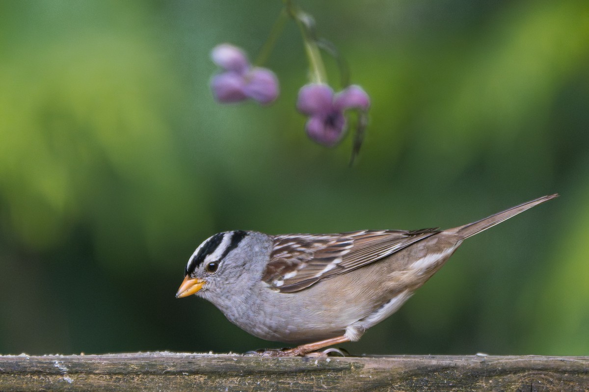White-crowned Sparrow - ML618459516