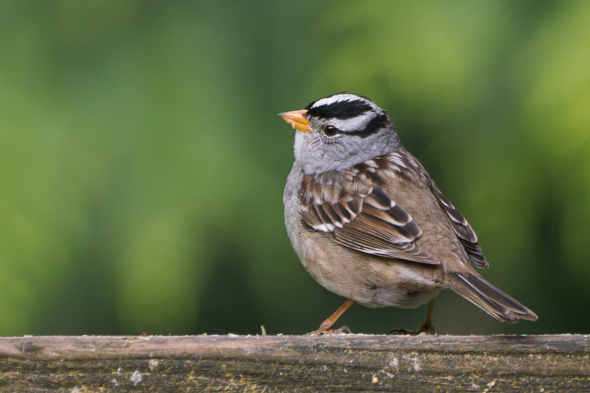 White-crowned Sparrow - ML618459517