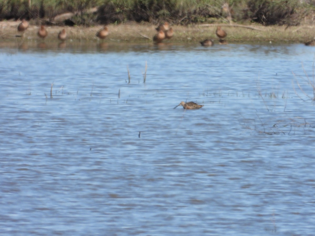 Long-billed Dowitcher - ML618459541