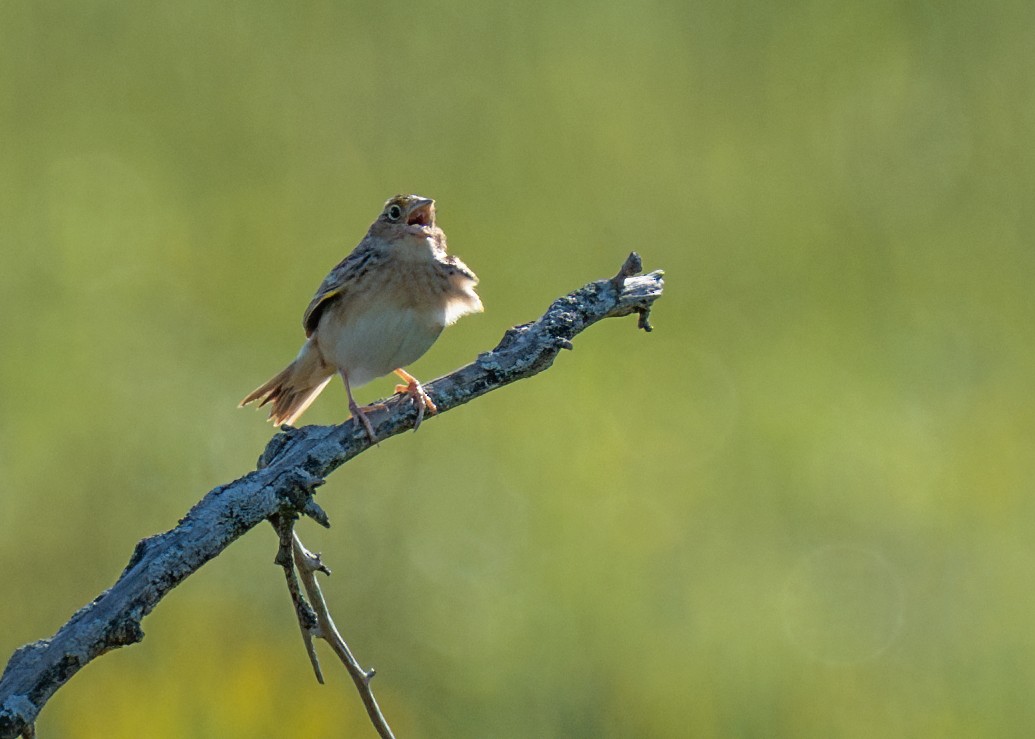 Grasshopper Sparrow - ML618459569