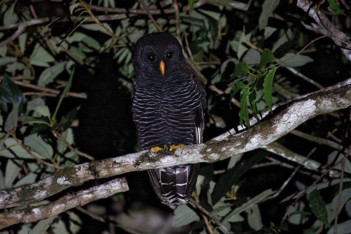 Black-banded Owl - ML618459610