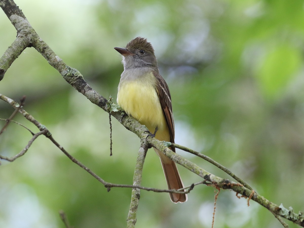 Great Crested Flycatcher - ML618459674