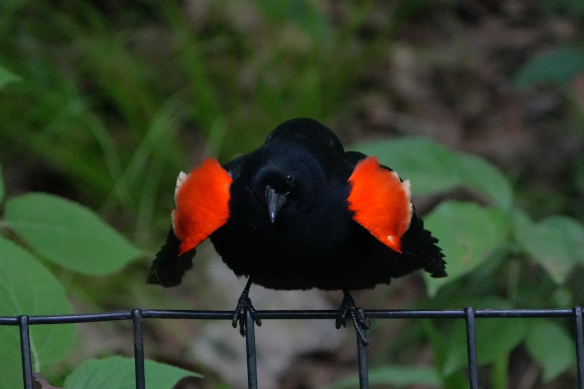 Red-winged Blackbird - ML618459685