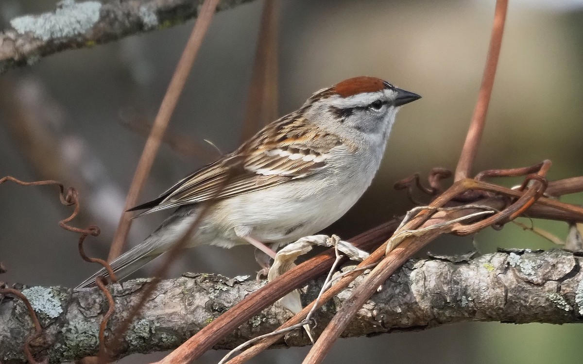 Chipping Sparrow - ML618459690