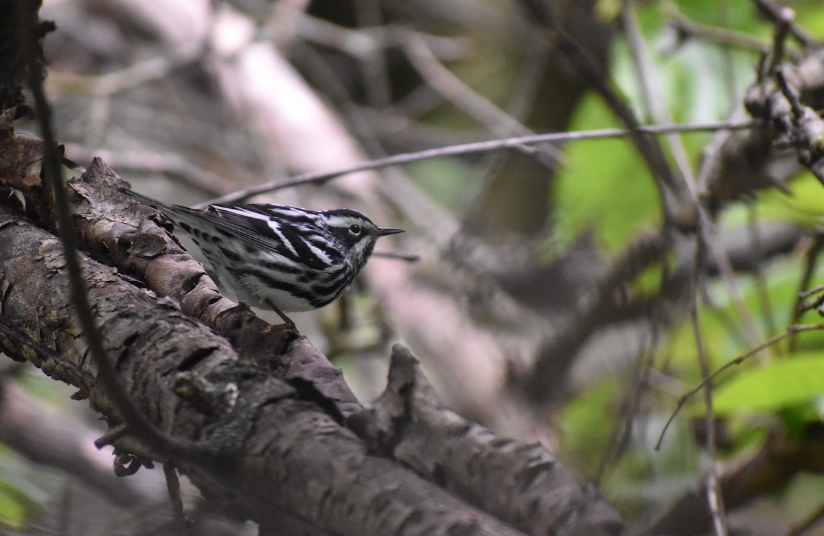 Black-and-white Warbler - ML618459702