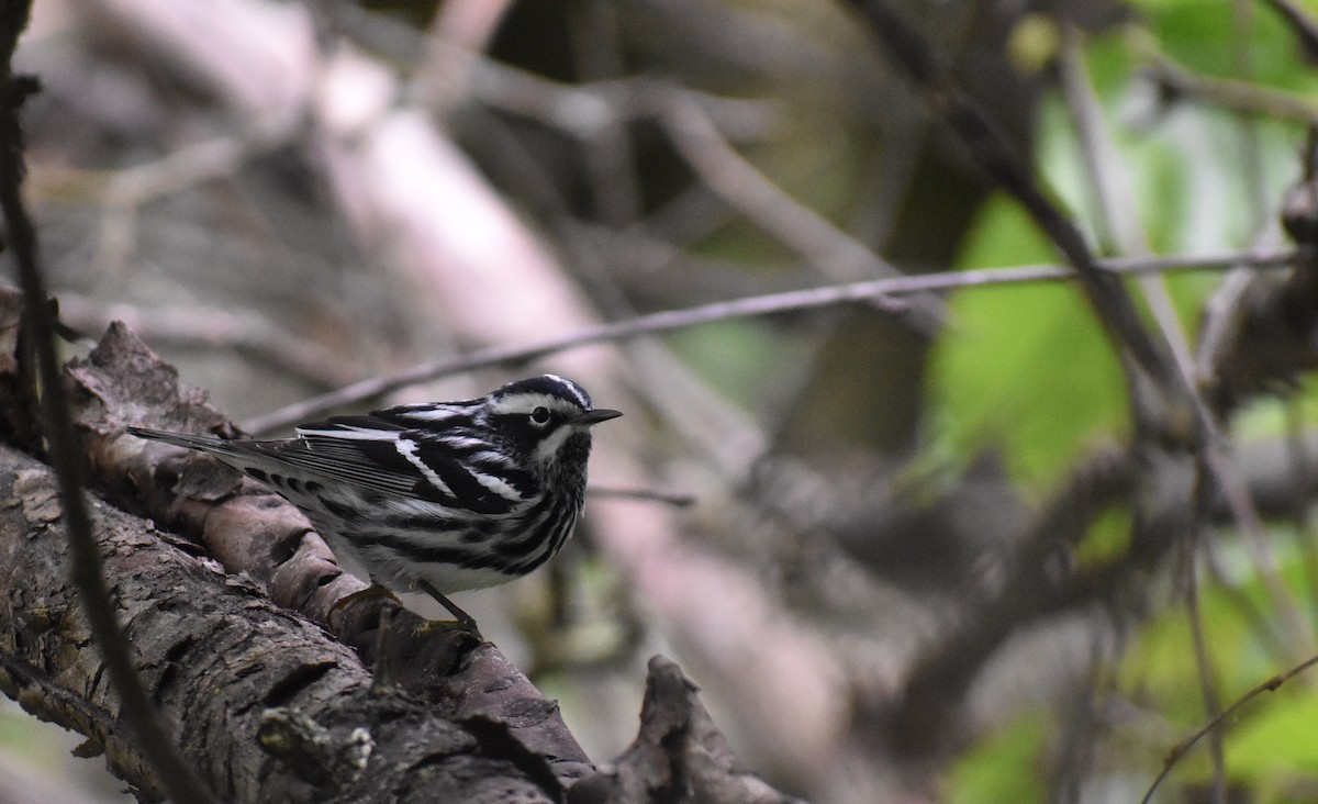 Black-and-white Warbler - ML618459709