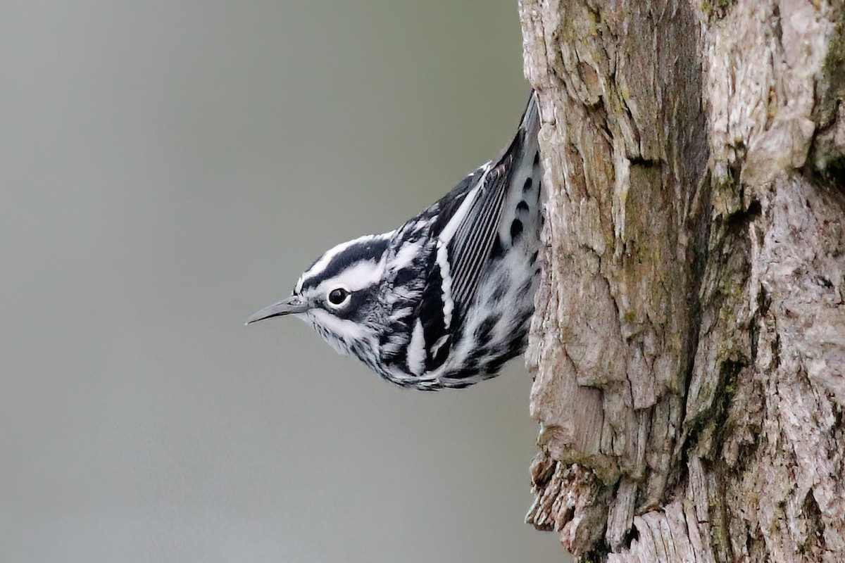 Black-and-white Warbler - ML618459714