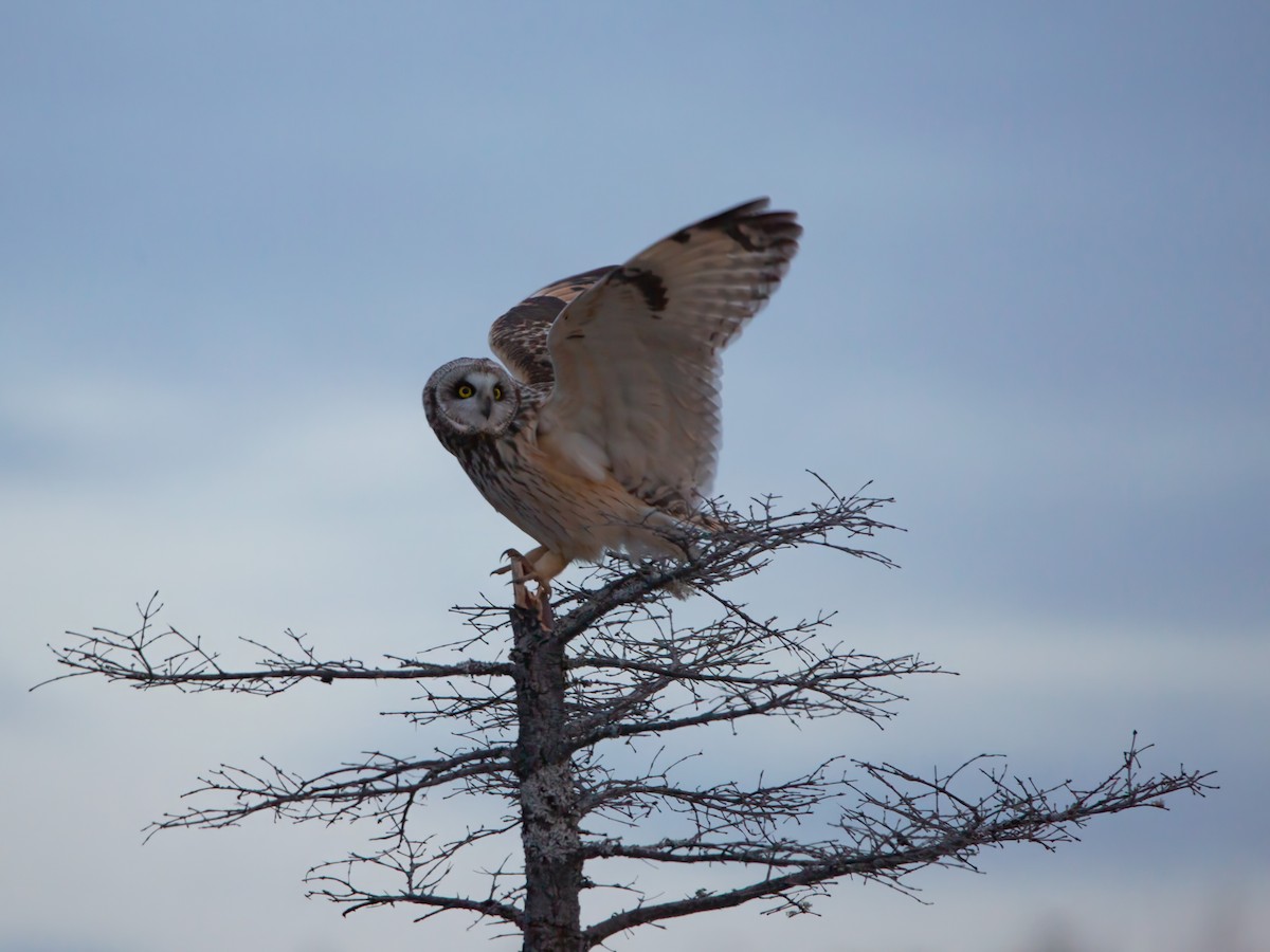 Short-eared Owl - ML618459715