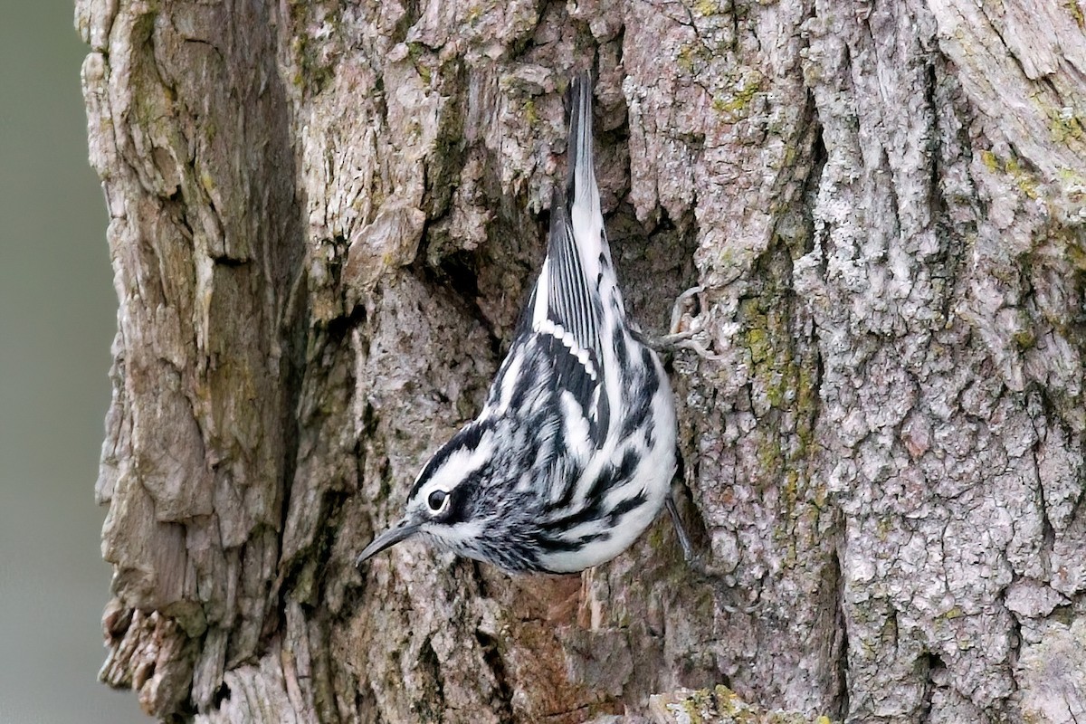 Black-and-white Warbler - ML618459719